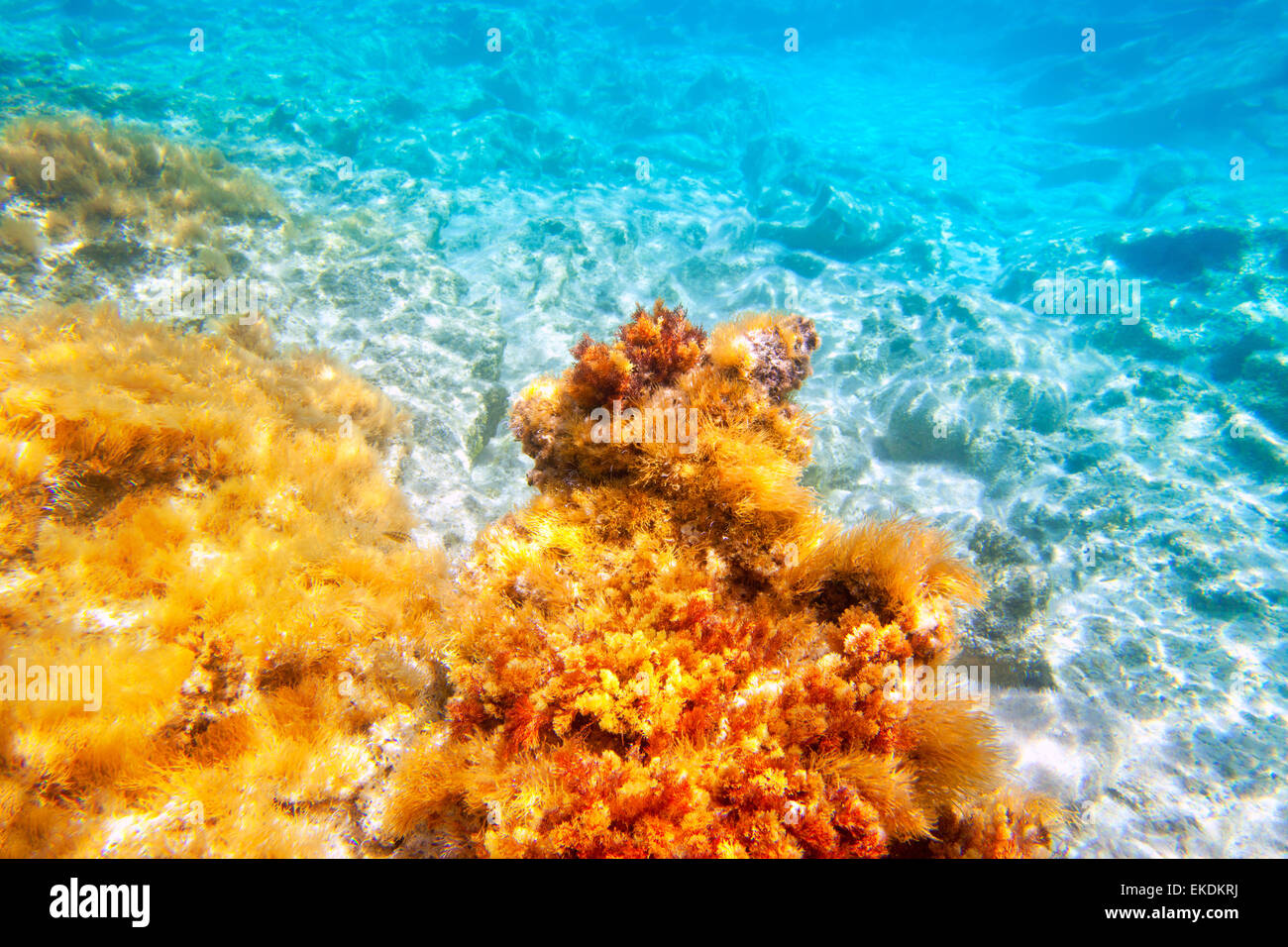 Baearic islands underwater sea bottom Stock Photo Alamy
