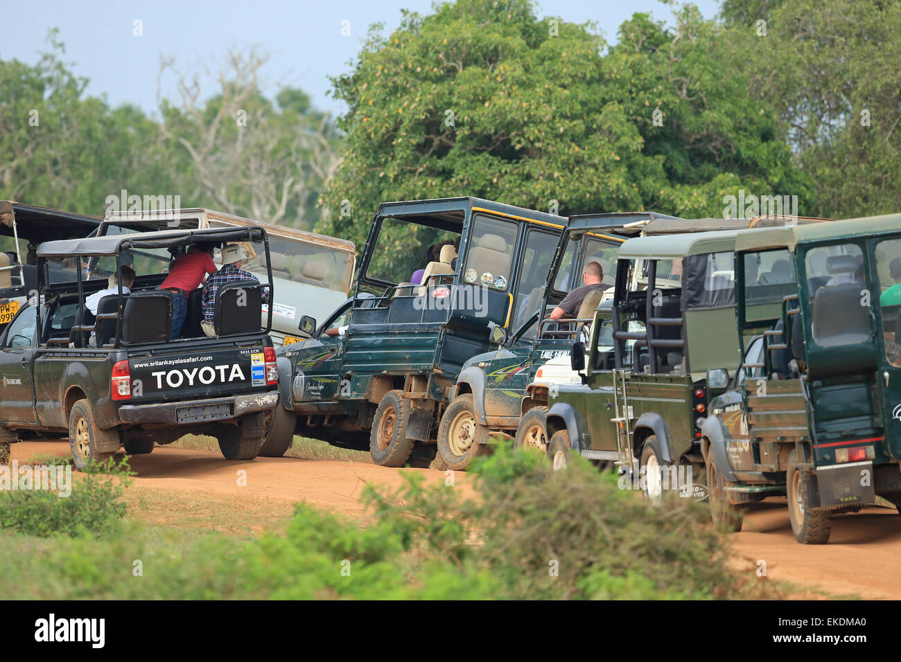 Jeep jam Yala National Park Stock Photo