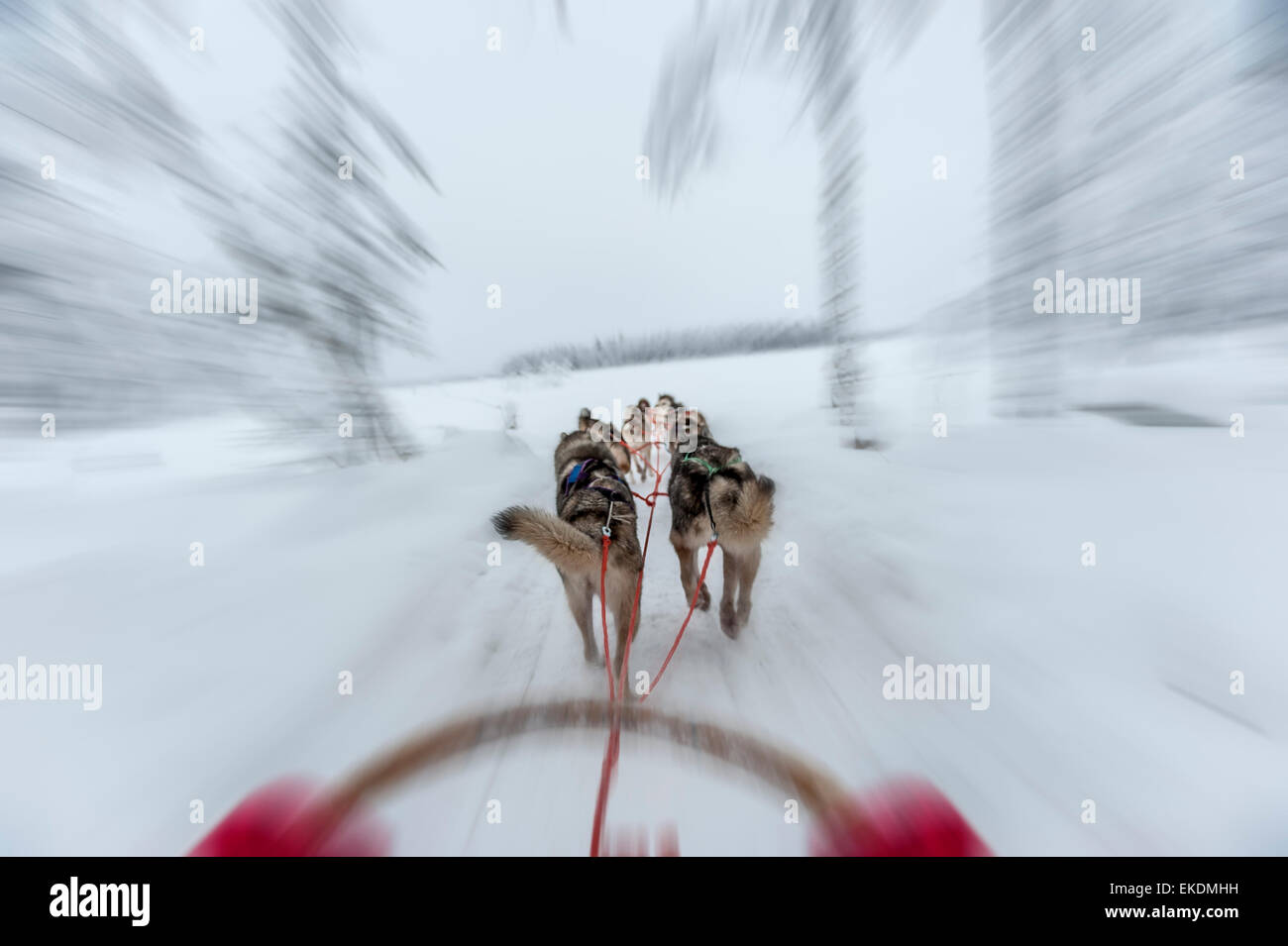 Husky sled tour. Kongass. Levi. Finland. Lapland. Scandinavia Stock Photo