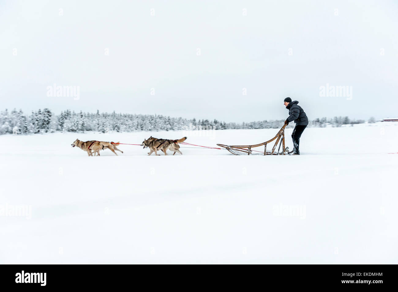 Husky sled tour. Kongass. Levi. Finland. Lapland. Scandinavia Stock Photo