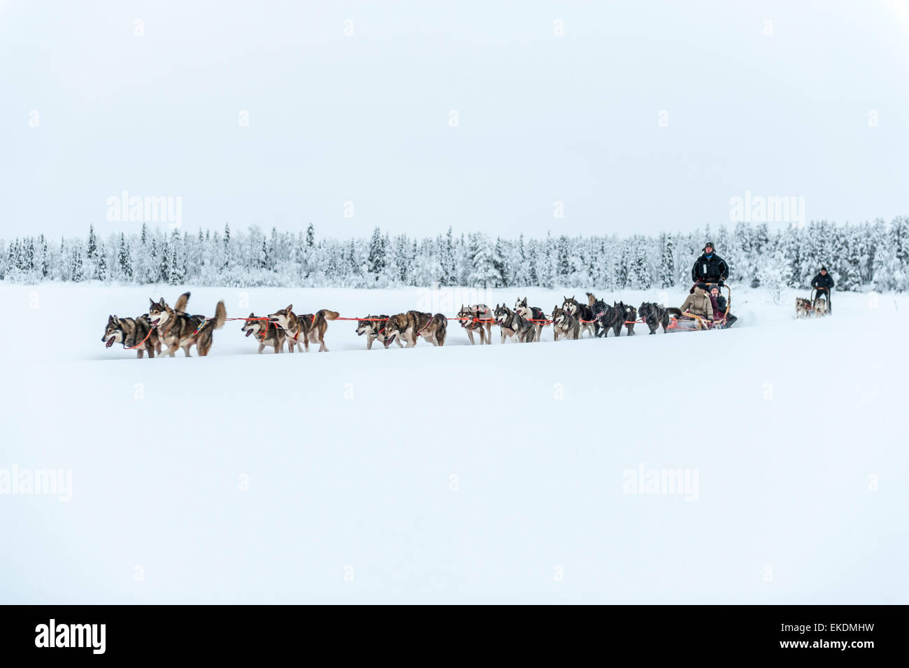 Husky sled tour. Kongass. Levi. Finland. Lapland. Scandinavia Stock Photo