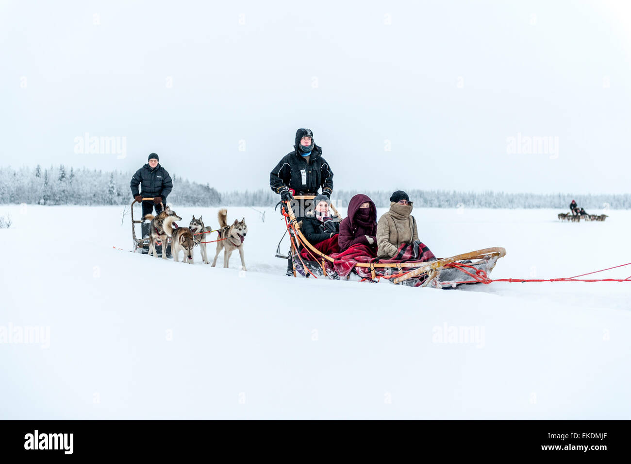 Husky sled tour. Kongass. Levi. Finland. Lapland. Scandinavia Stock Photo