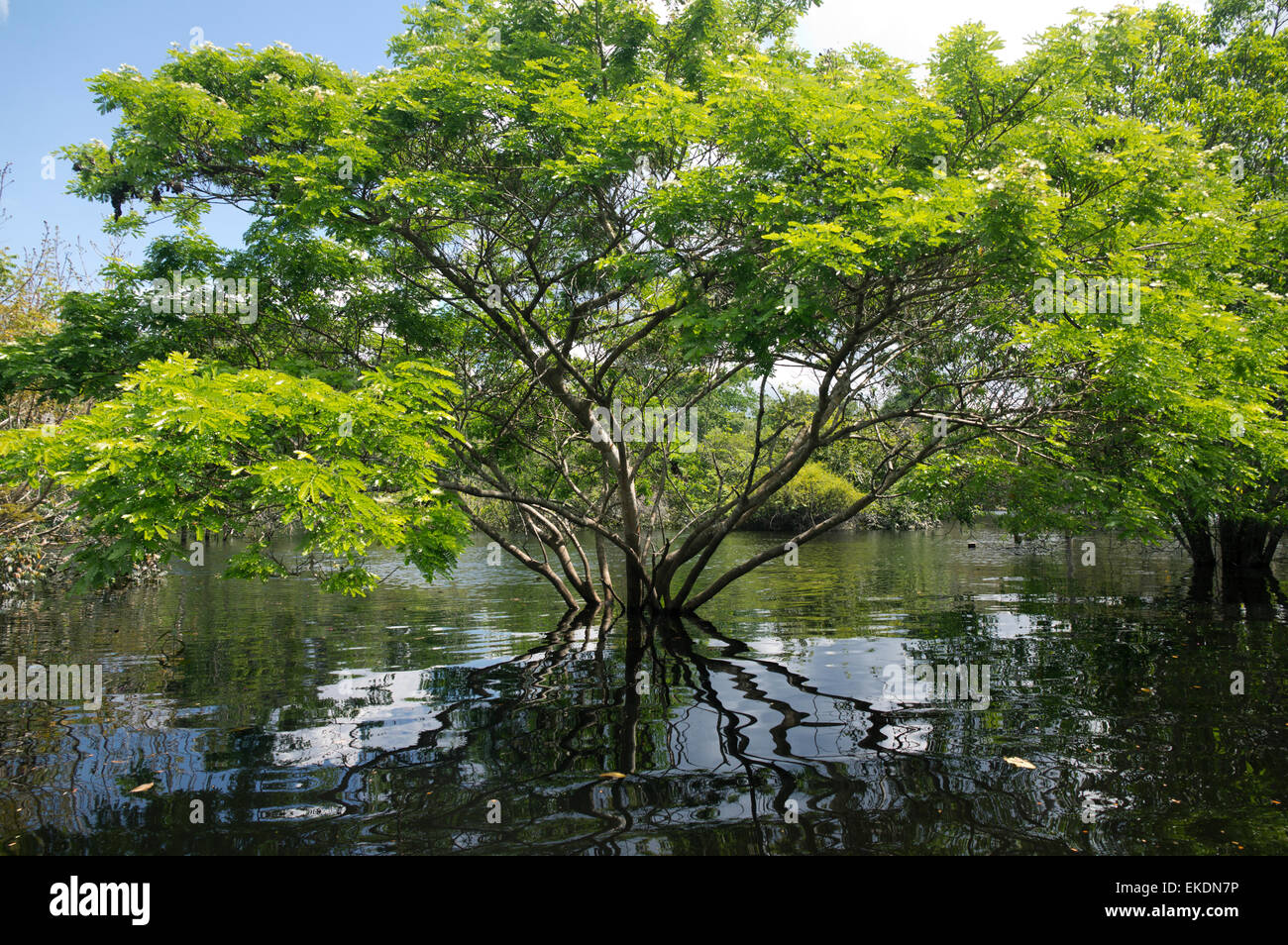 Albizia tree (Leguminosae, Mimosoideae) in flooded Rio Negro channel, rainy season (June). Amazon rainforest, Brazil Stock Photo