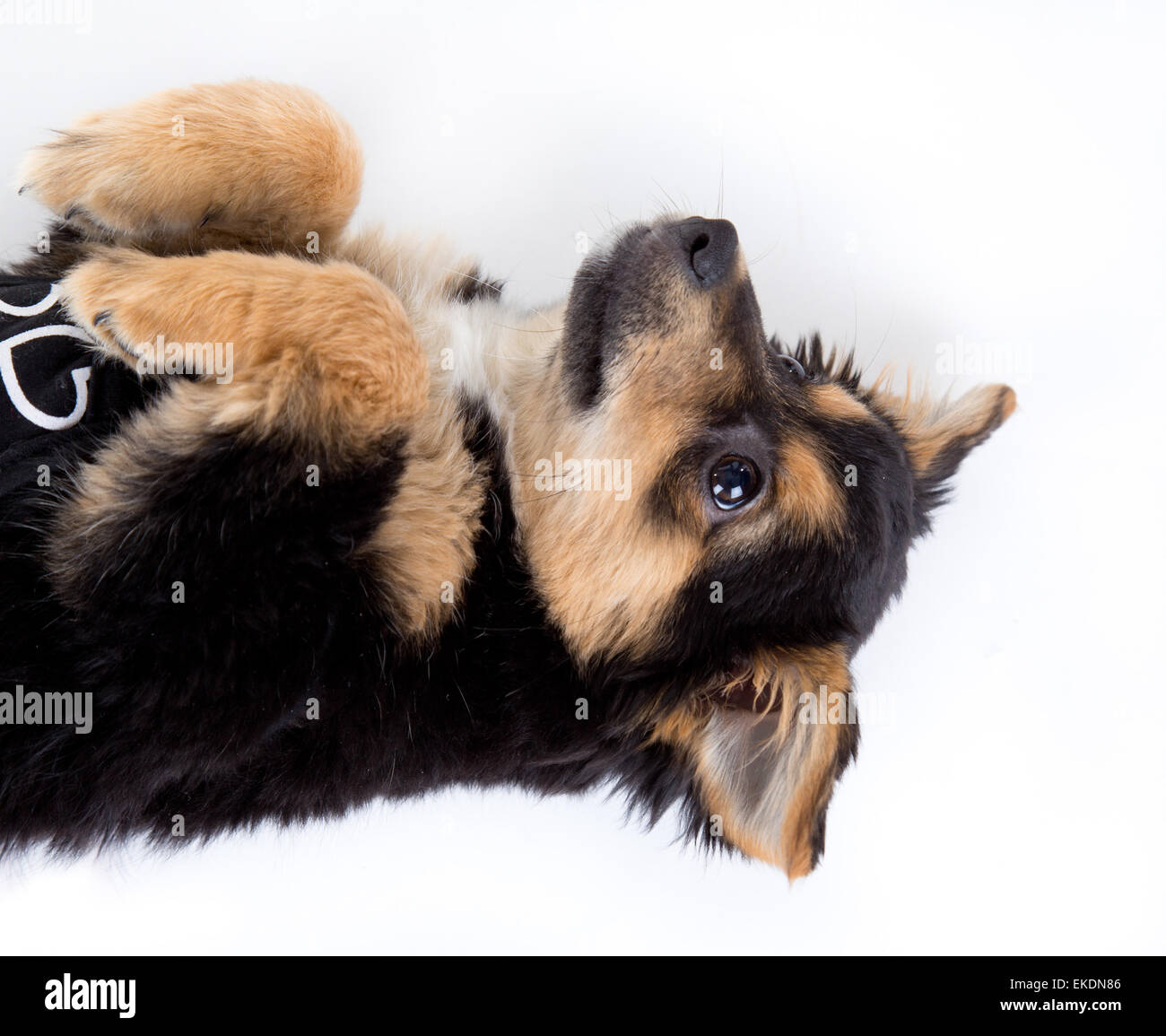 Cute puppy isolated on white background Stock Photo - Alamy