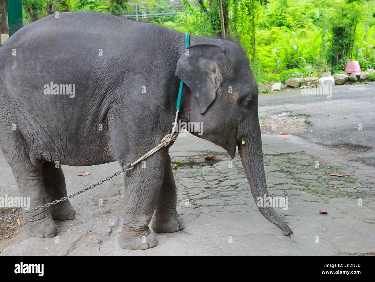 Baby thai elephant in zoo Stock Photo Alamy