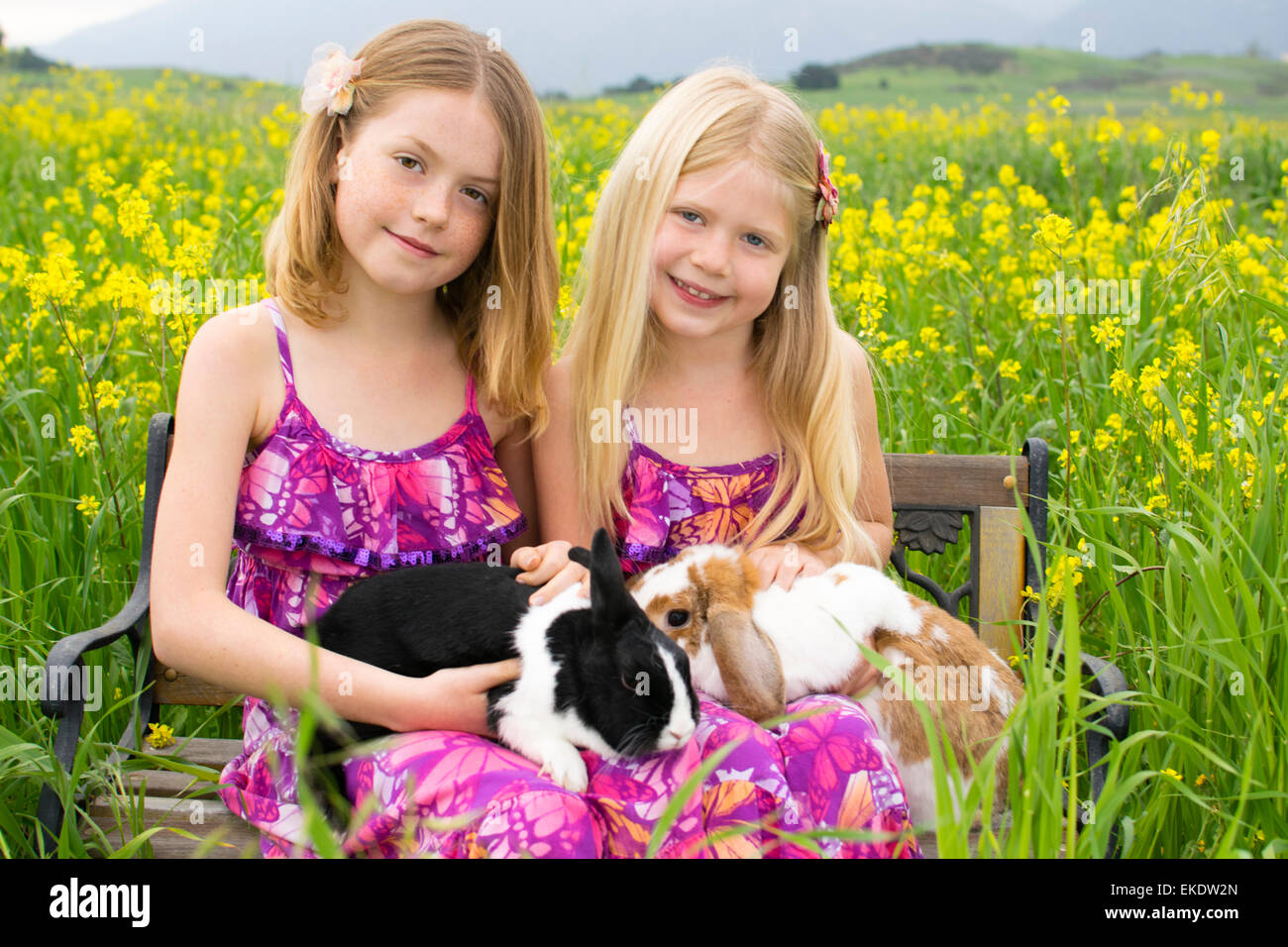 Two  lovely sisters hold bunnies while sitting on a bench in a field of yellow flowers. Stock Photo