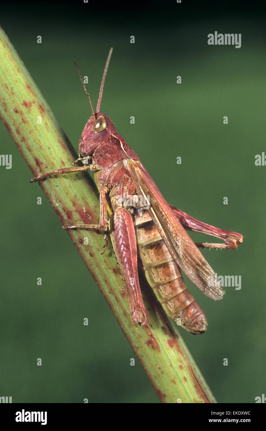 Common Field (red Form) Chorthippus brunneus Stock Photo
