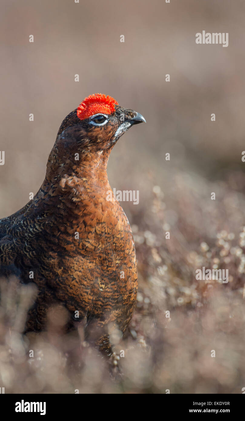 Red grouse (Lagopus lagopus scotica). Head of adult male on Scottish moorland. Stock Photo