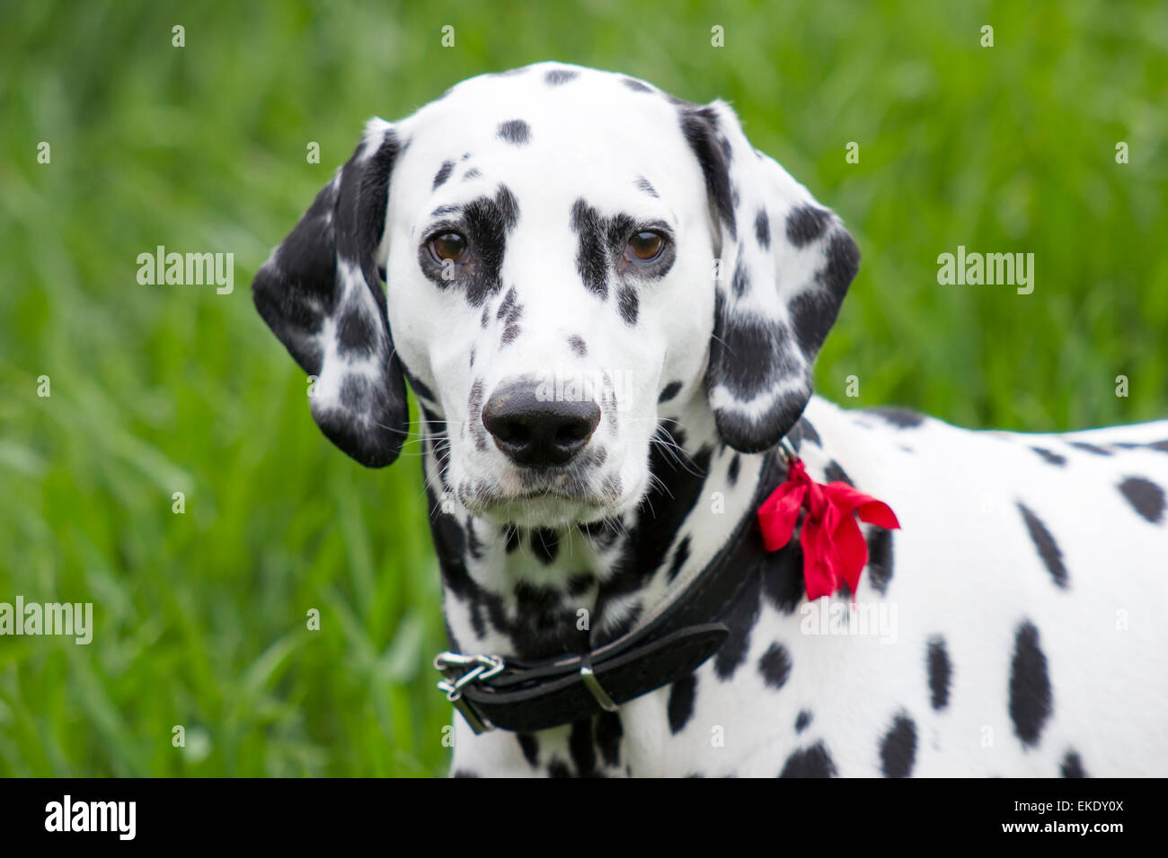 Are Dalmatians Smart