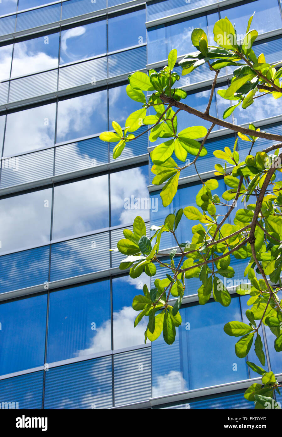 Tree with modern office building and blue sky reflection Stock Photo ...
