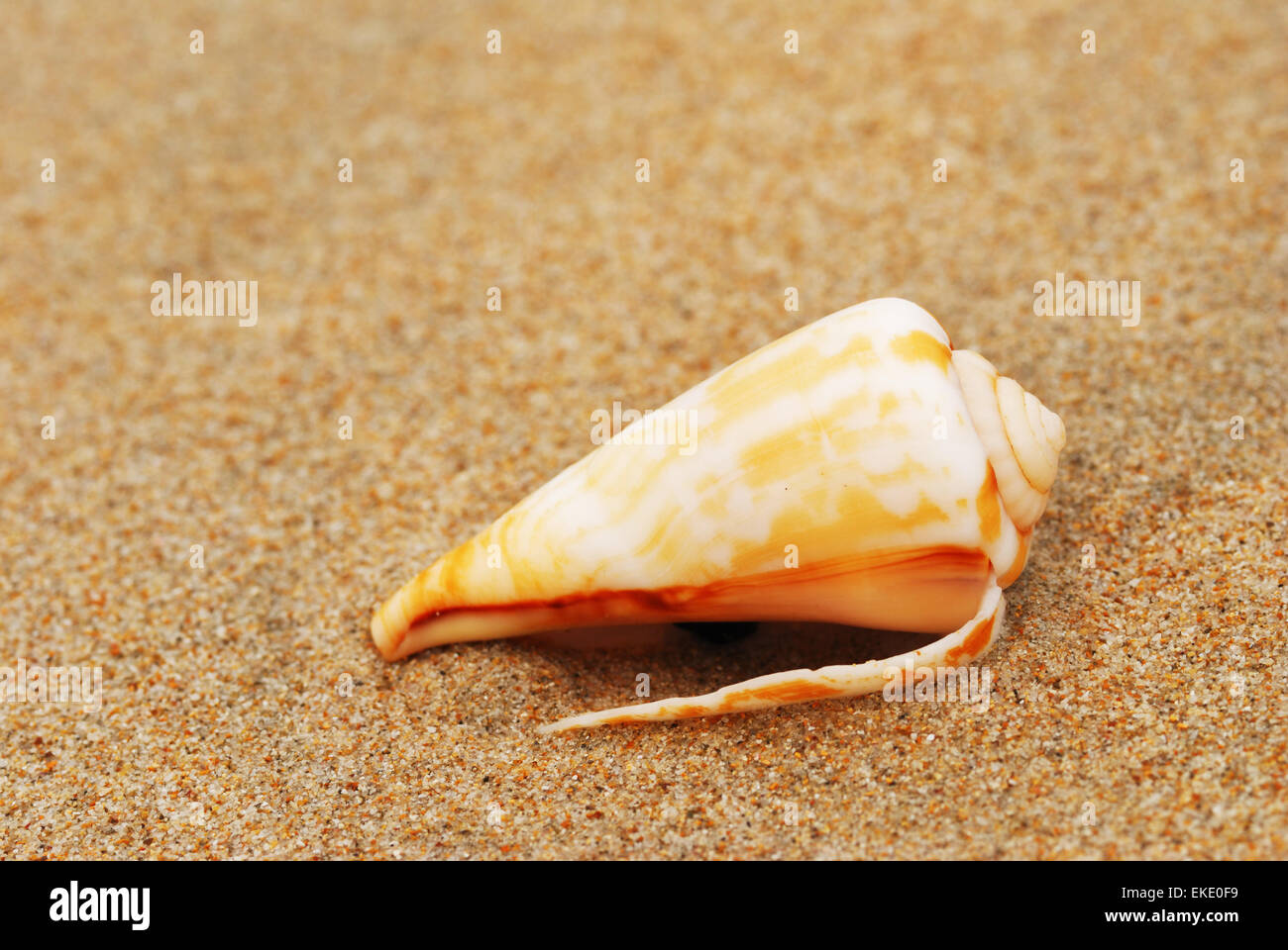 Shell on a beach Stock Photo