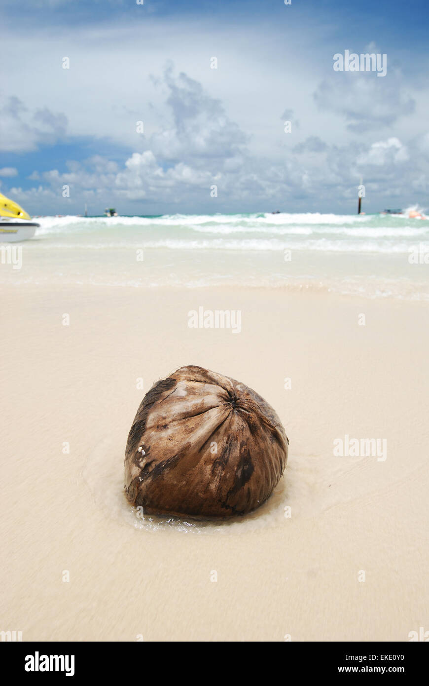 Coconut on beach Stock Photo Alamy