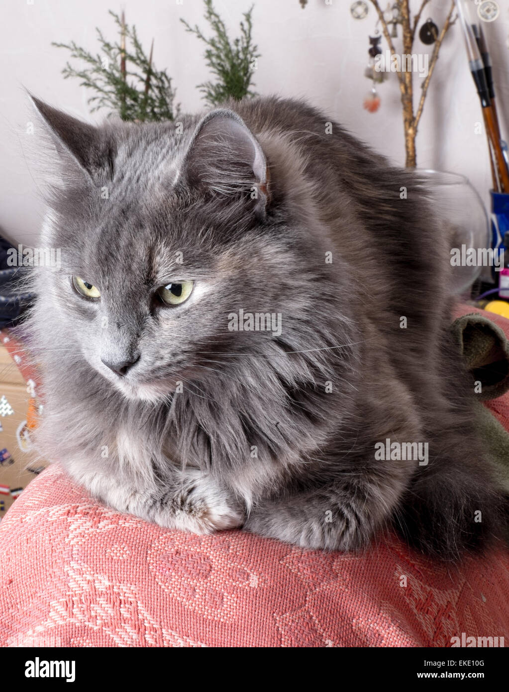 Fluffy grey cat hi-res stock photography and images - Alamy