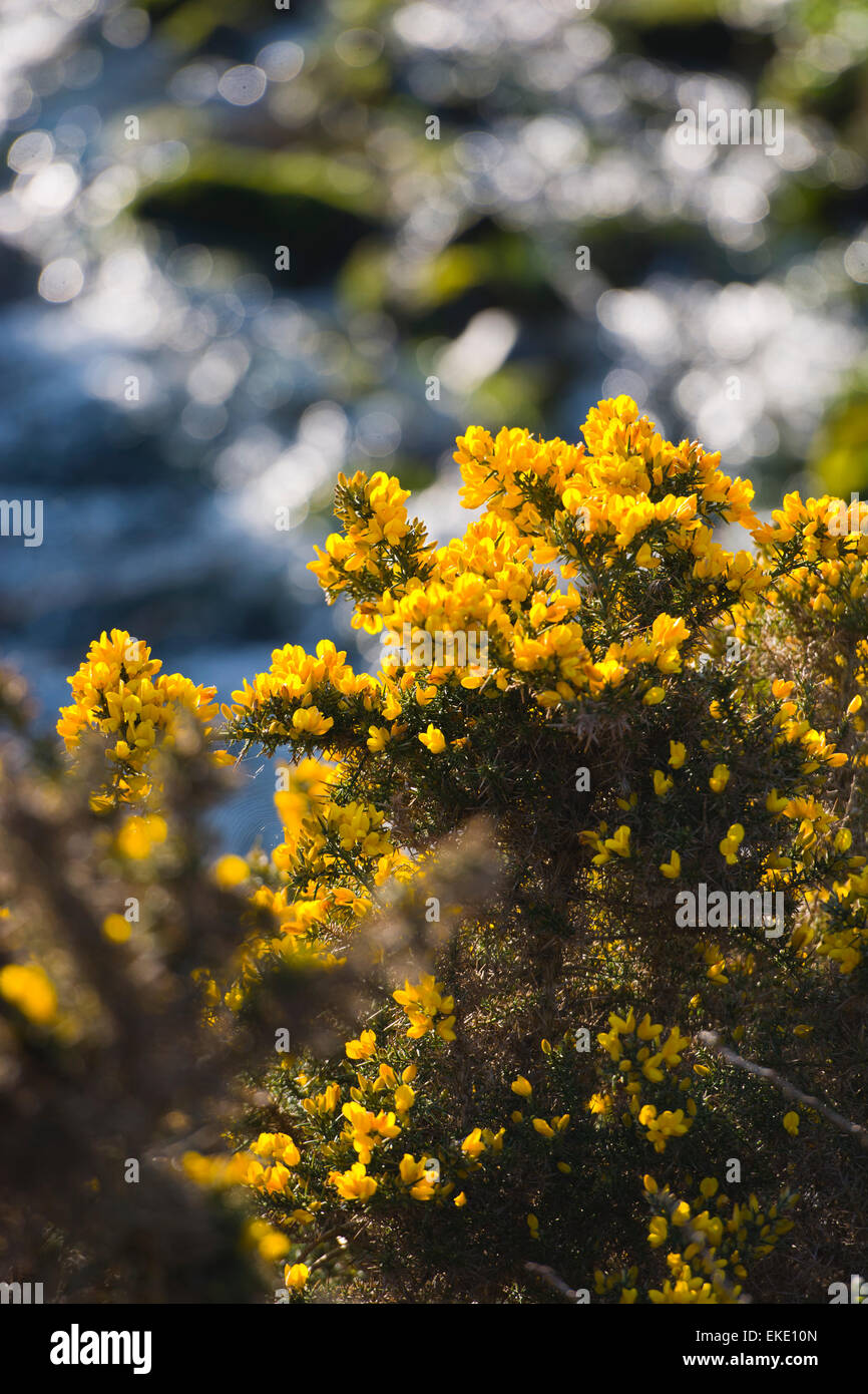 yellow gorse flower by stream Stock Photo