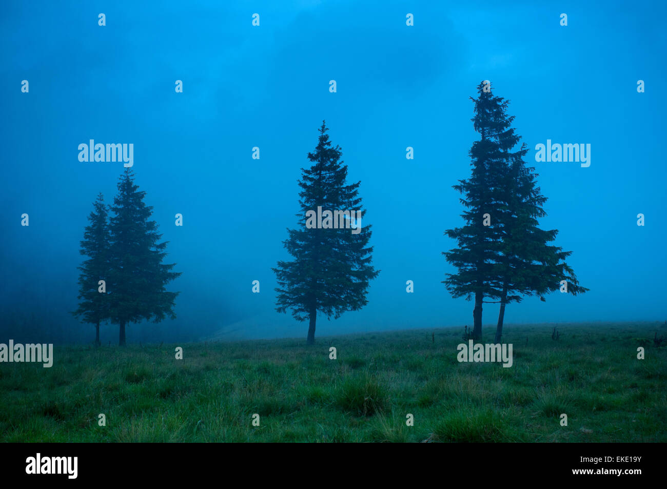 Foggy morning landscape with pine tree highland forest Stock Photo - Alamy