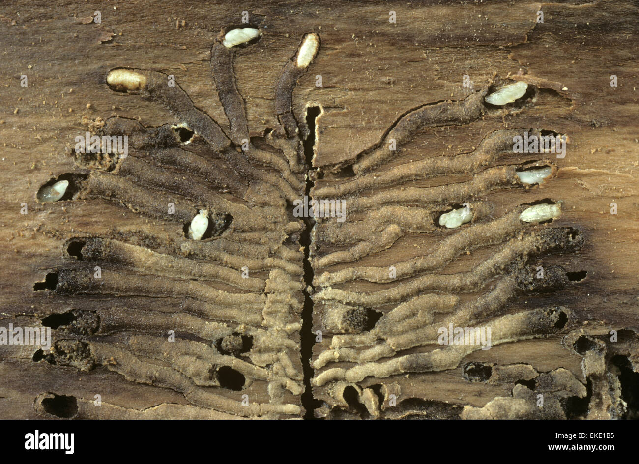 Bark Beetle pupae and galleries Stock Photo