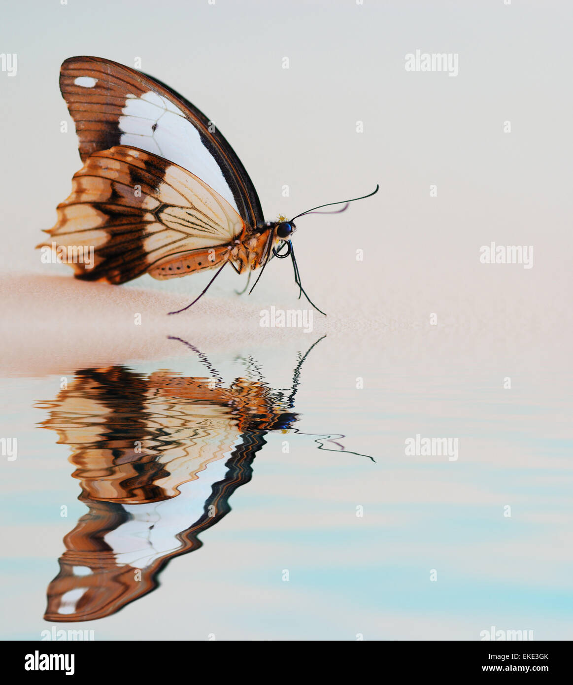 Close up beautiful butterfly hi-res stock photography and images - Alamy