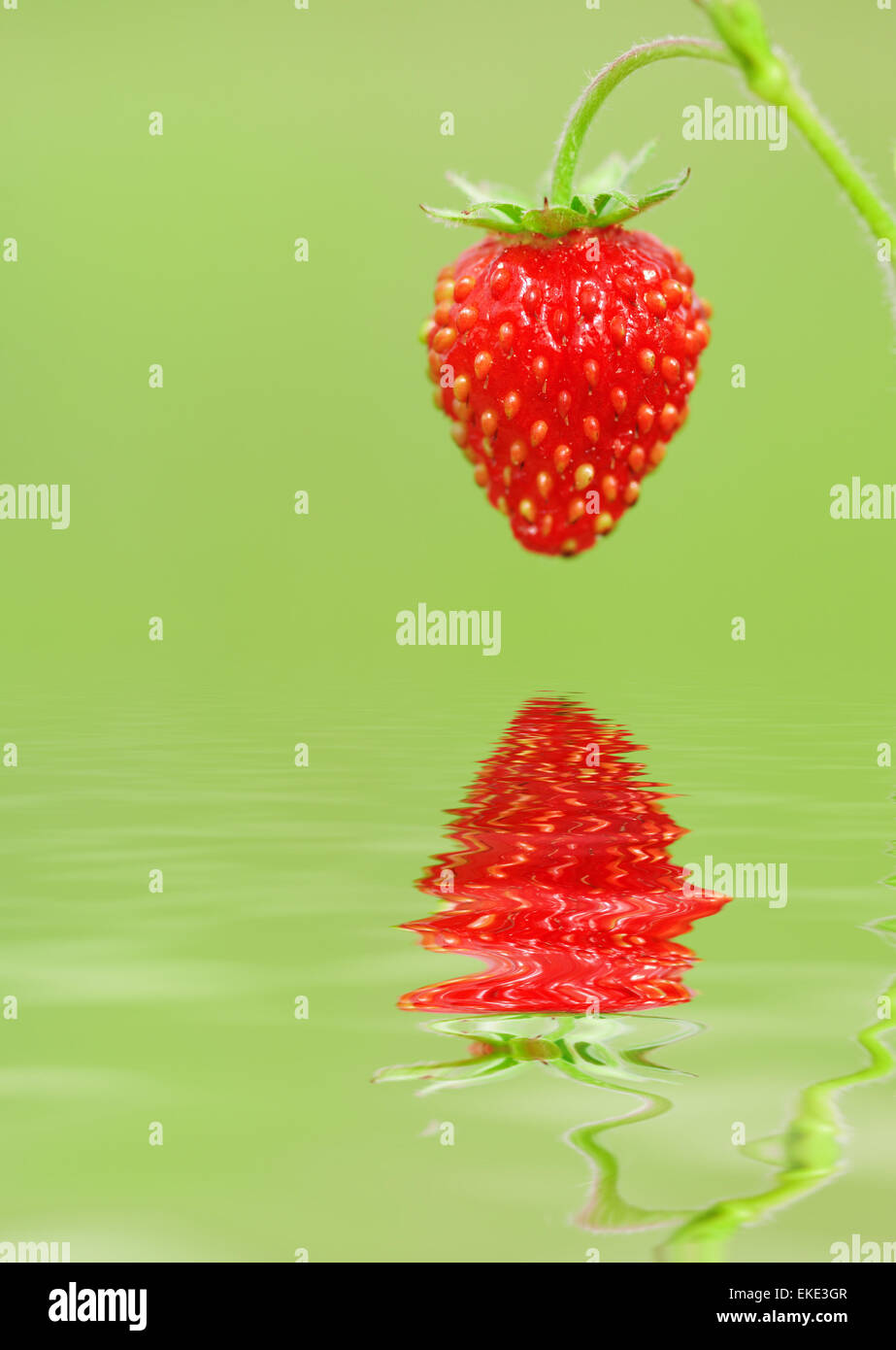 Close up strawberry flower hi-res stock photography and images - Alamy