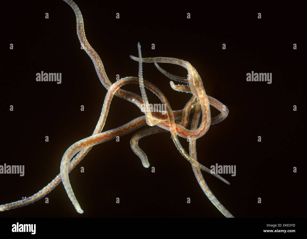 Freshwater Annelid Worm - Lumbriculus variegatus Stock Photo