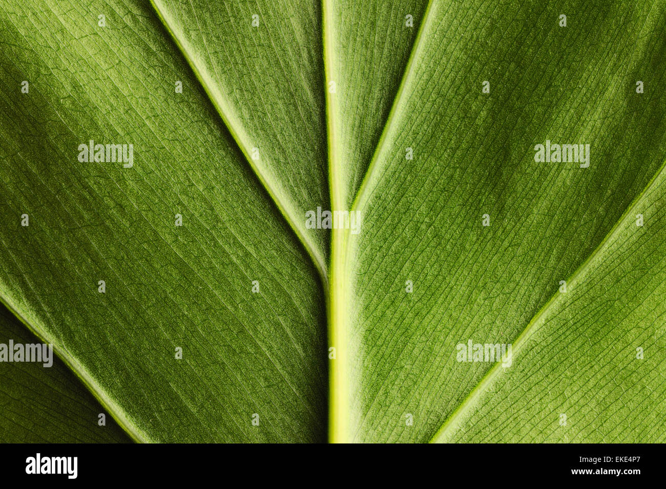 Close up of green leaf hi-res stock photography and images - Alamy