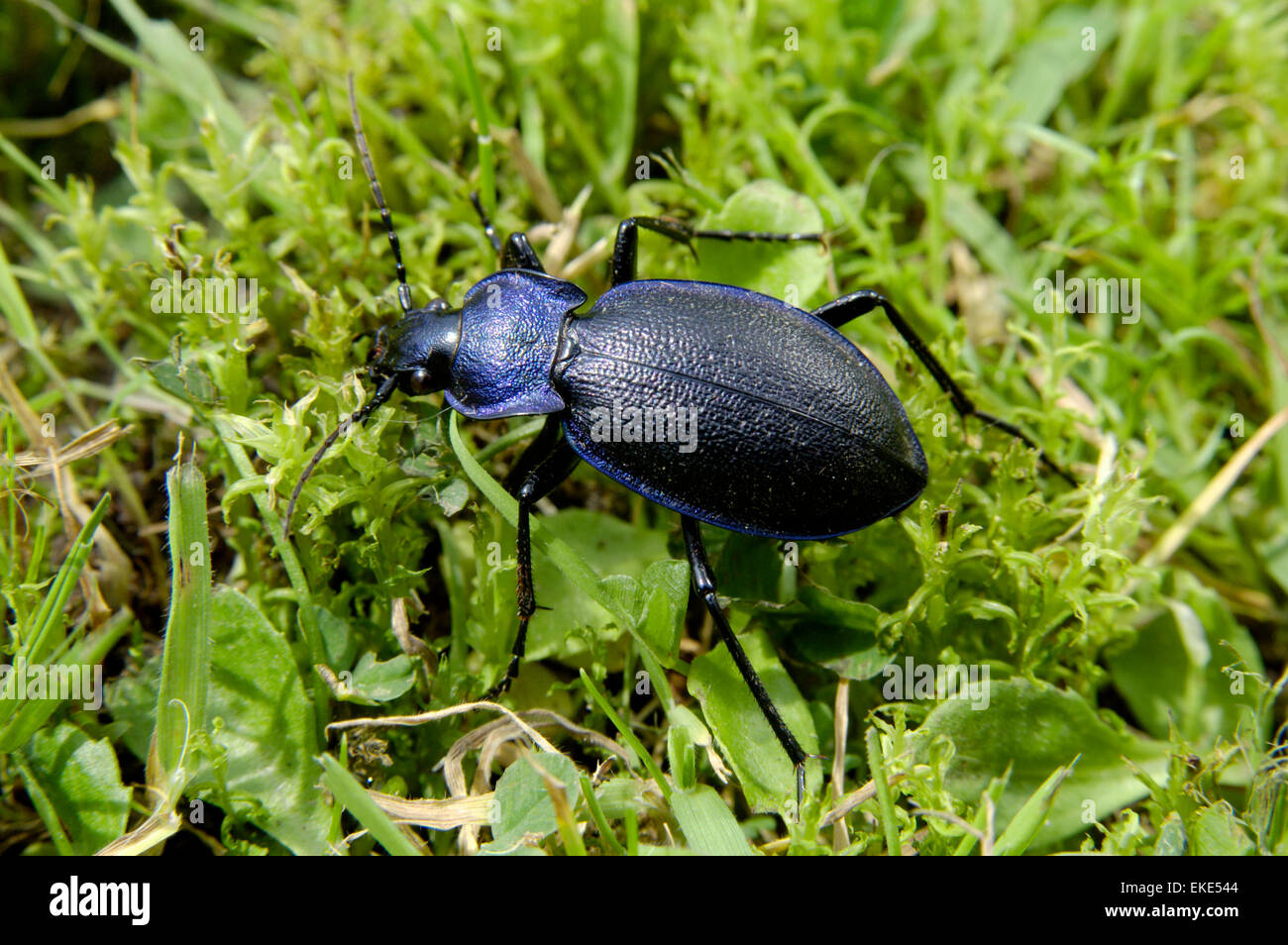 Violet Ground Beetle - Carabus violaceus Stock Photo