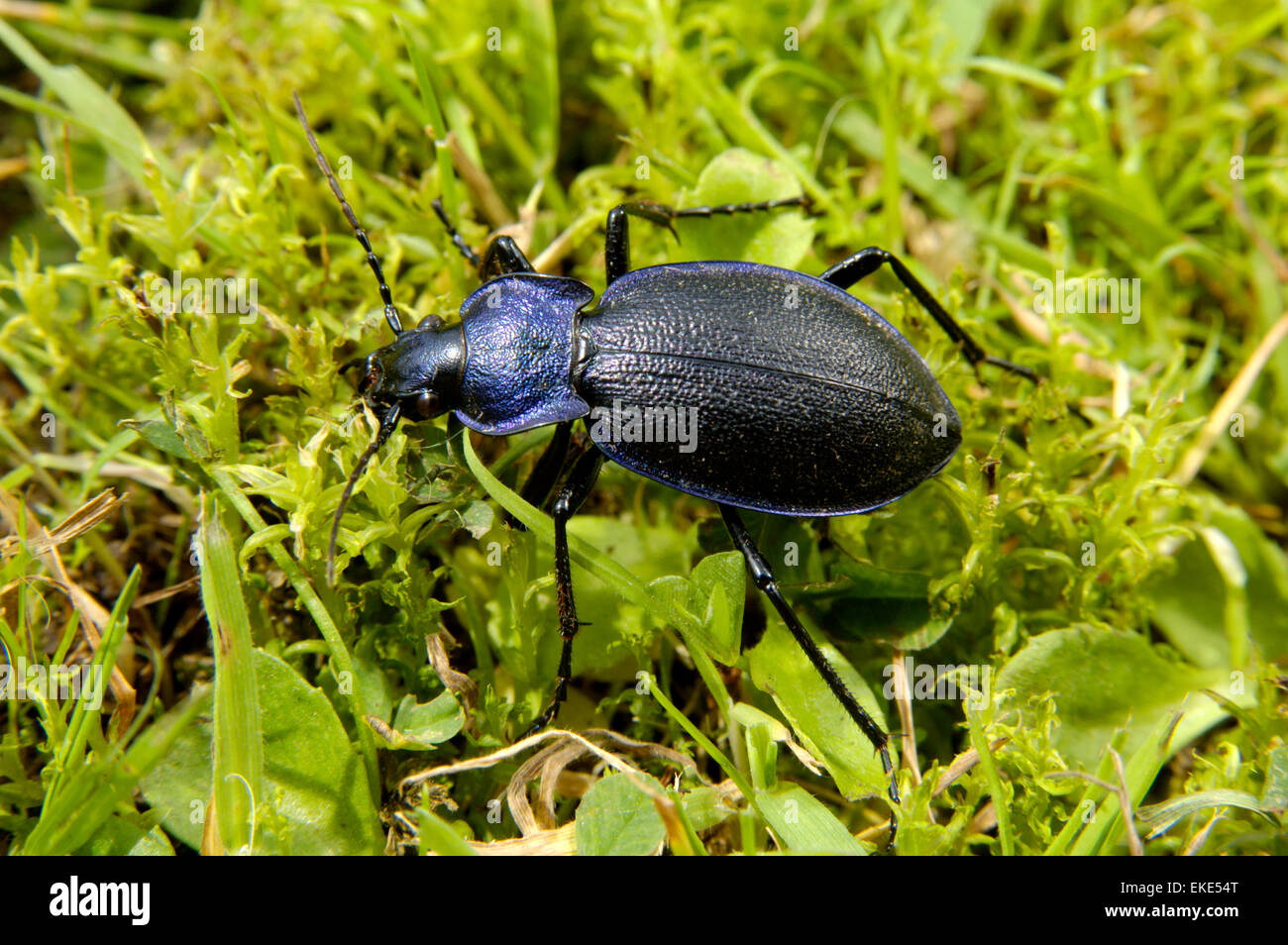 Violet Ground Beetle - Carabus violaceus Stock Photo