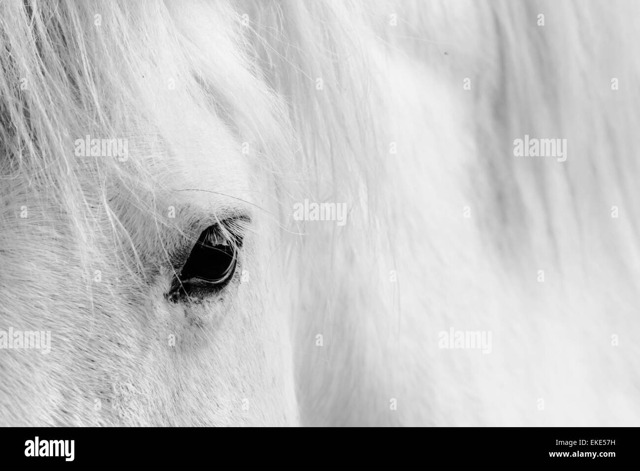 Detail of a white horse Stock Photo Alamy