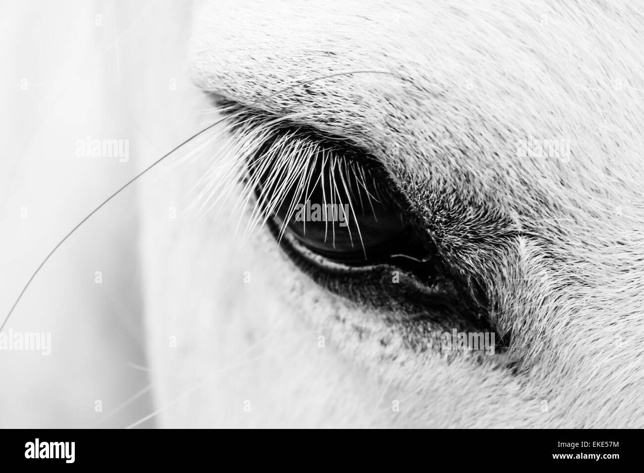 Detail of a white horse Stock Photo Alamy