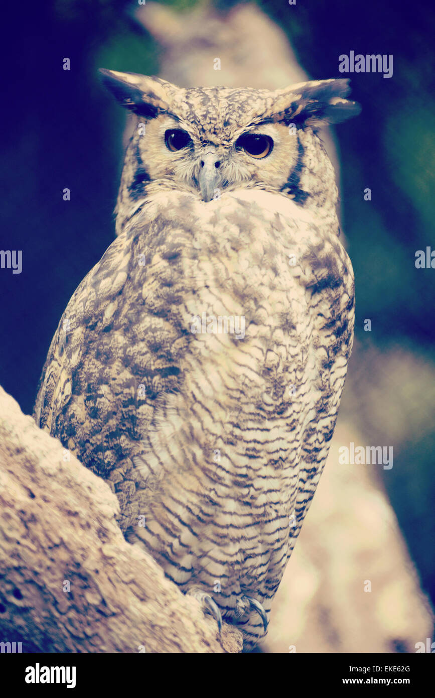 Eagle owl on a tree with vintage soft colors effect. Stock Photo