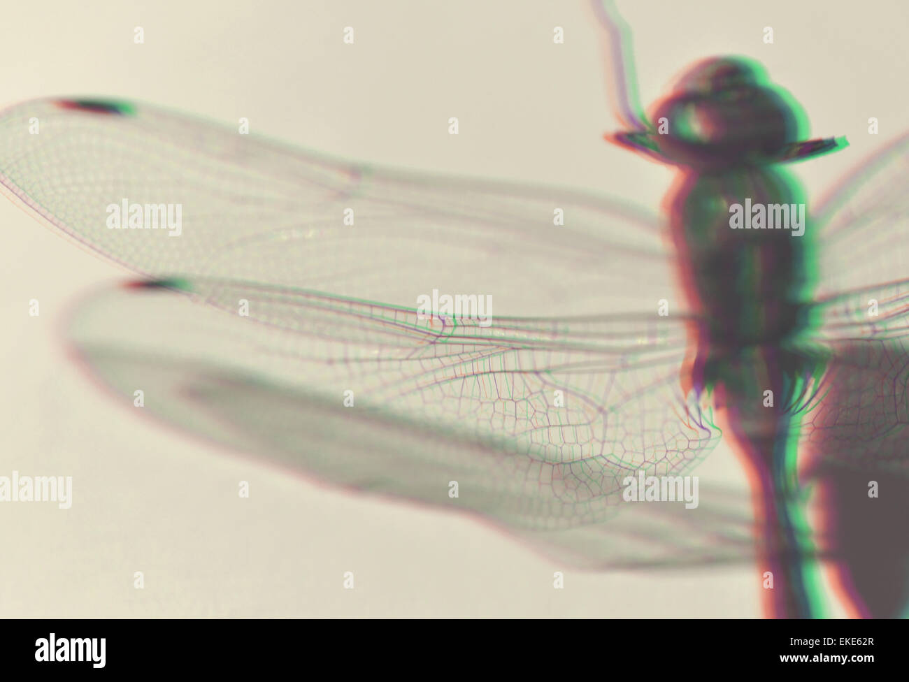 Dragonfly wings close up with 3D anaglyph effect Stock Photo