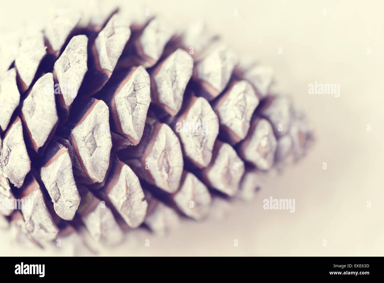 Pine cone macro shot in vintage style. Blurred background for winter or christmas season. Stock Photo