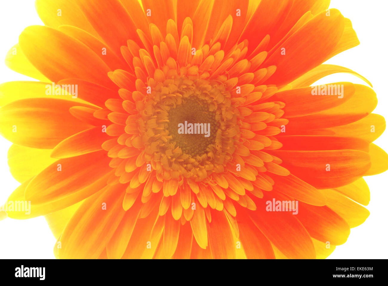 Retro orange daisy flower isolated close up. Vintage soft color hipster style. Stock Photo