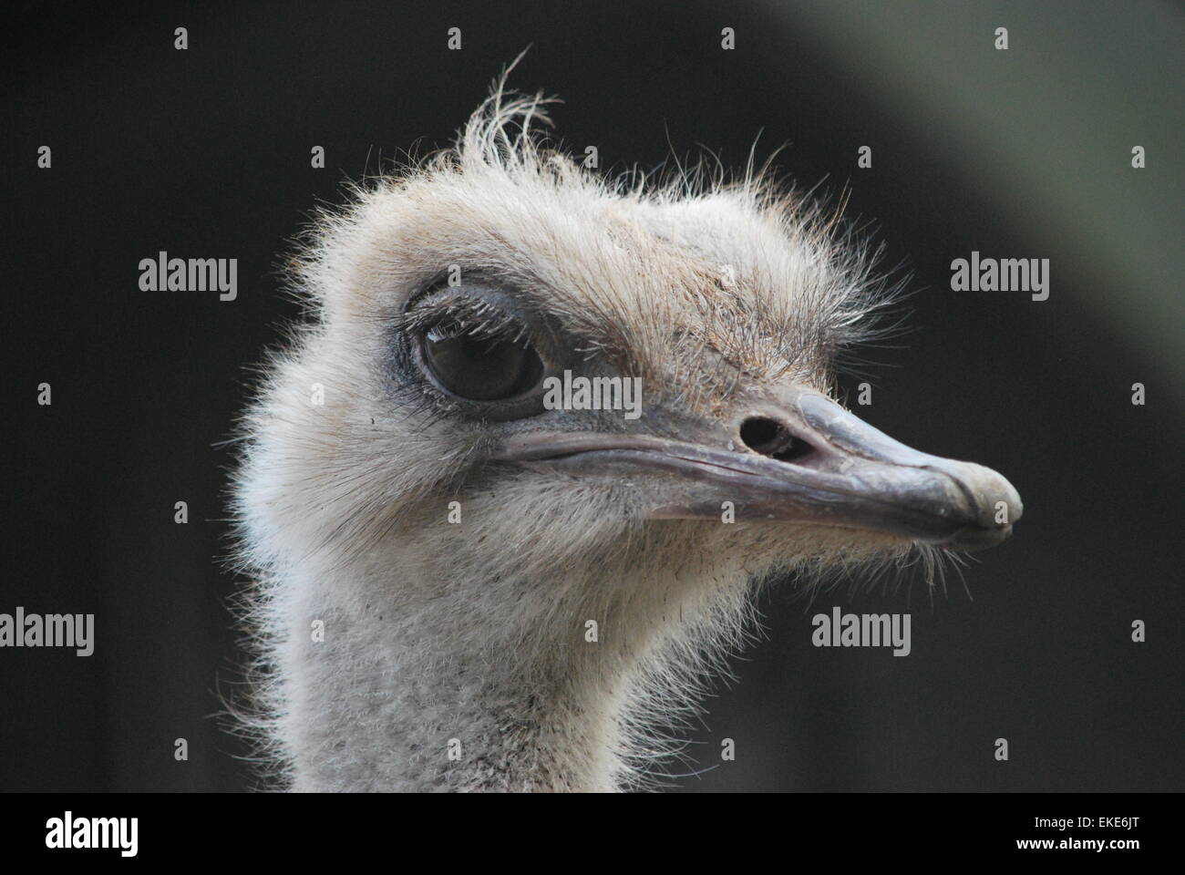 Ostrich face close up Stock Photo