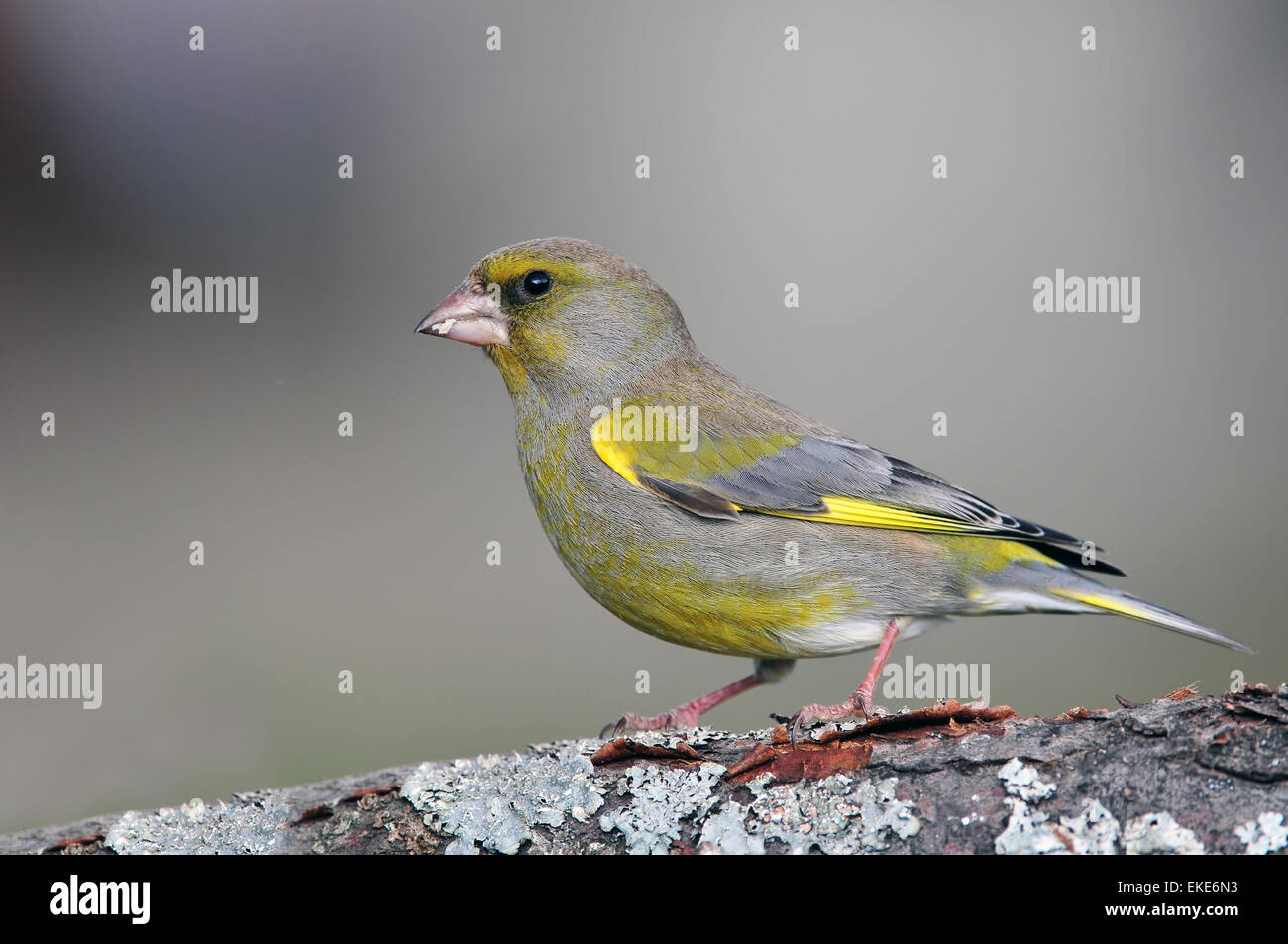 Greenfinch Stock Photo