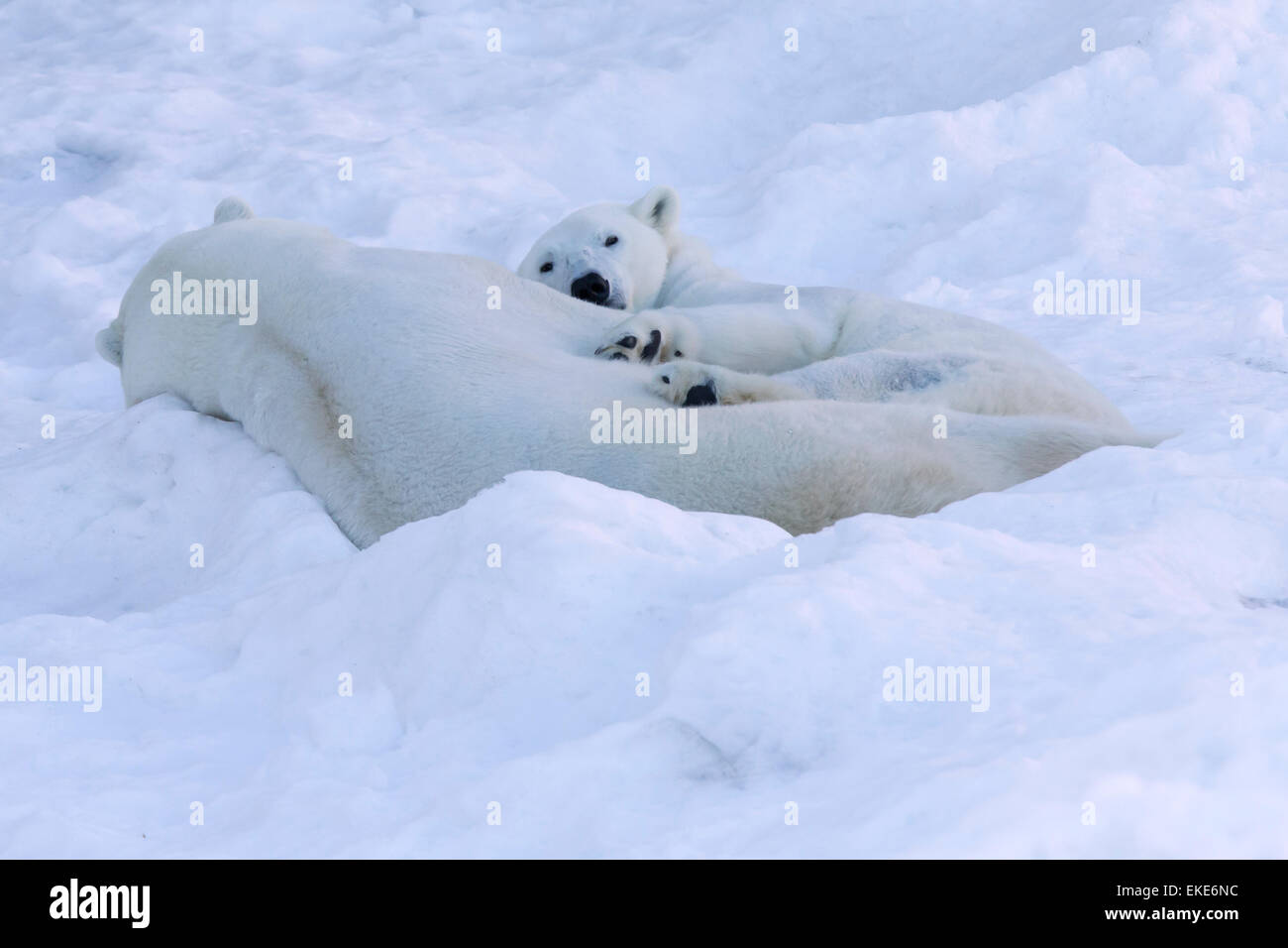 Polar bear (Ursus maritimus) male and female bears cuddle in the snow ...