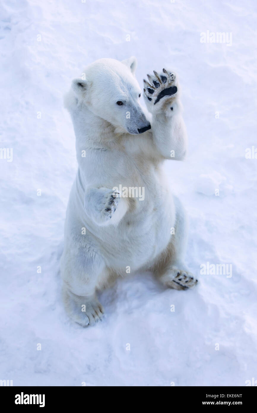 Polar bear standing up hi-res stock photography and images - Alamy