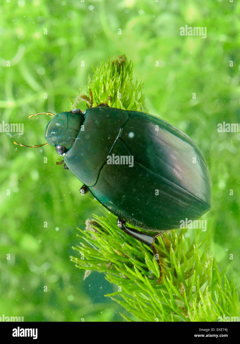 Silver Water Beetle Hydrophilus piceus Stock Photo Alamy