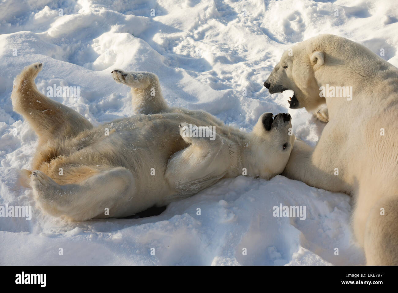 International Polar Bear Day Advances Research and Protection For  Vulnerable Moms and Cubs | Polar Bears International, image size:1300x956