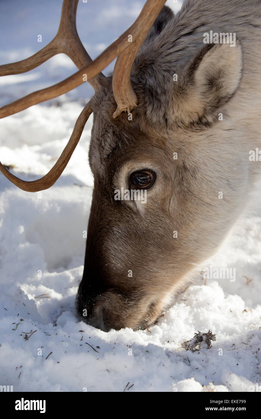 Reindeer (Rangifer tarandus) portrait in the snow Stock Photo