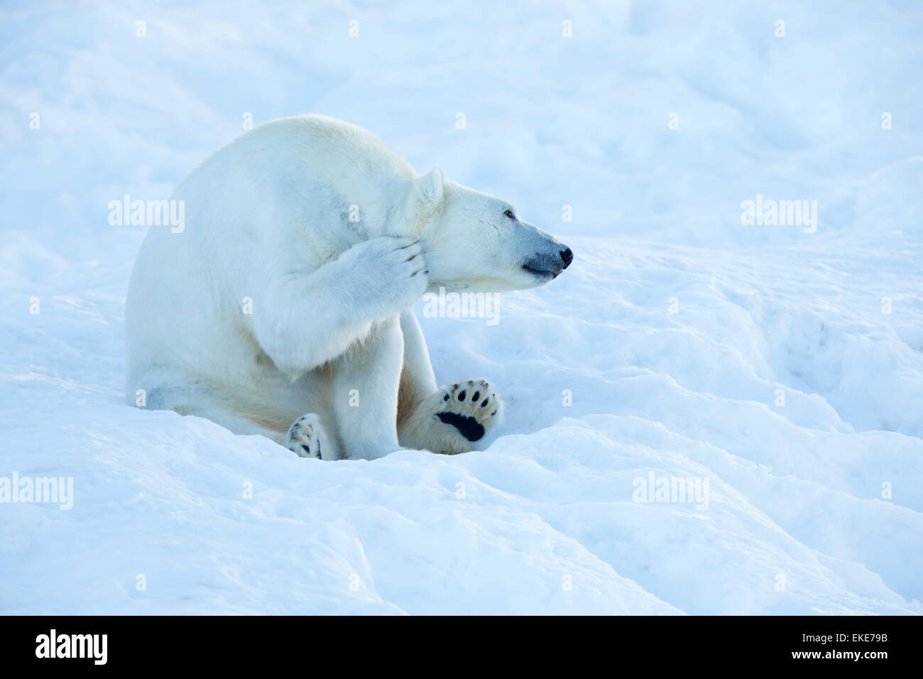 Polar bear (Ursus maritimus) scratching and cleaning itself in the snow Stock Photo