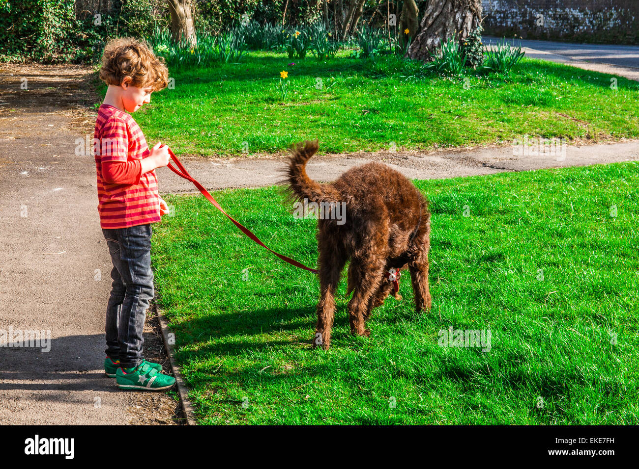 Five year old boy walking his brown labradoodle dog. Stock Photo