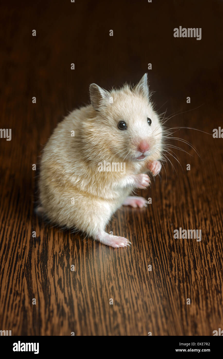 small nice hamster pale yellow on a wooden surface Stock Photo