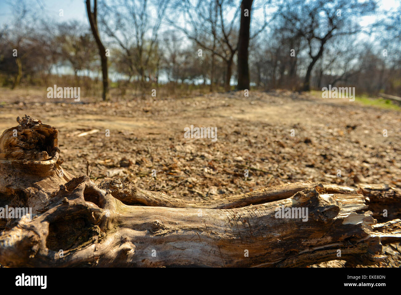 Rotten log in autumn forest background Stock Photo