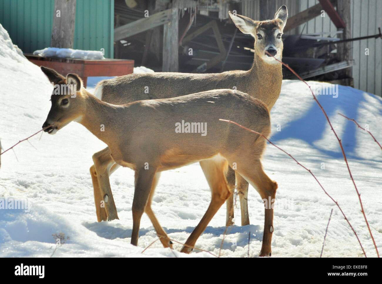Two deer feeding hires stock photography and images Alamy