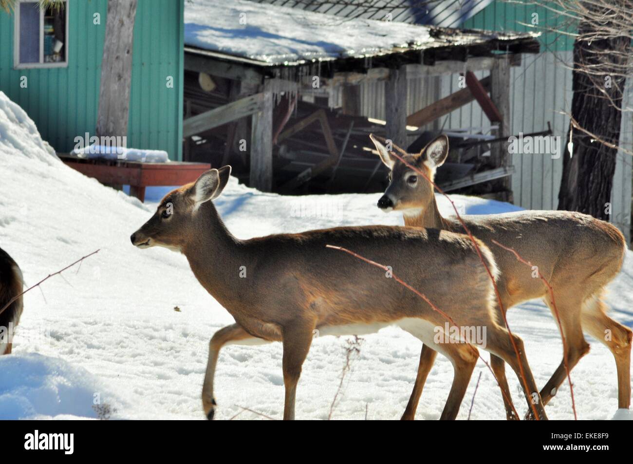 deer at feeding time Stock Photo Alamy