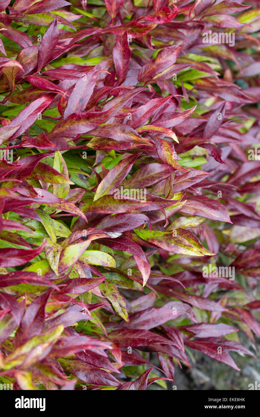 Red winter foliage of the evergreen shrub, Leucothoe fontanesiana 'Scarletta' Stock Photo