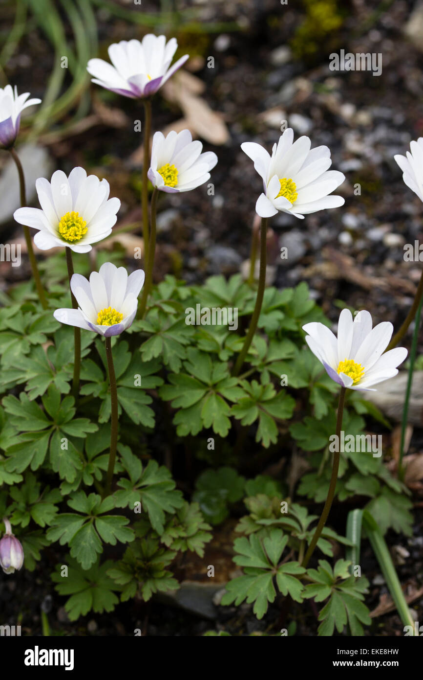 Blue backed white spring flowers of the hardy windflower, Anemone apennina var albiflora Stock Photo