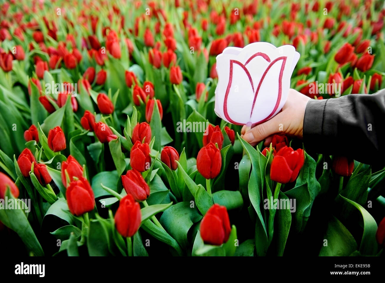 Woman's hand picking up a cardboard tulip from a red tulip field in a greenhouse Stock Photo