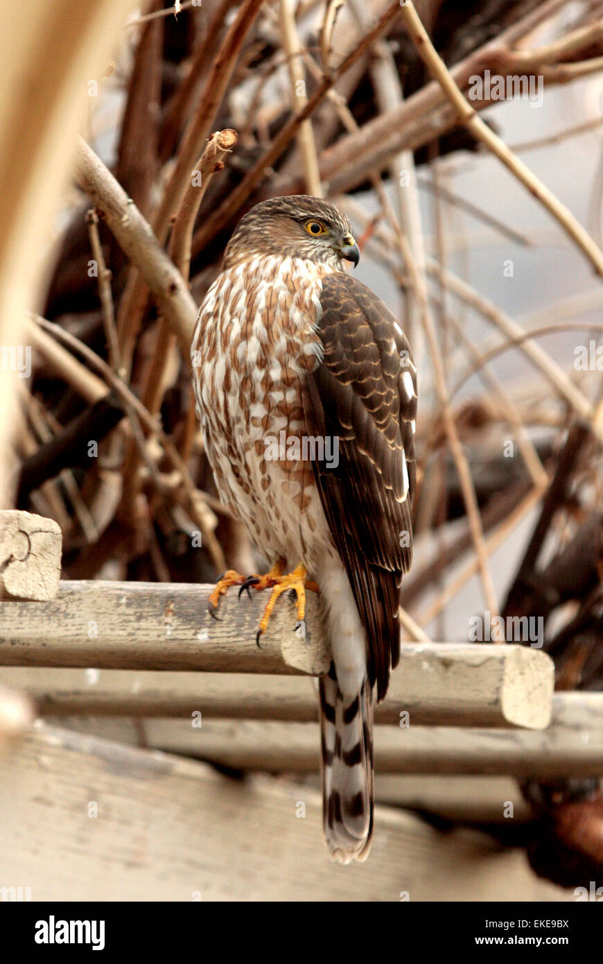 A small Coopers Hawk (Accipiter cooperii) waits near a bird feeder for its prey. Stock Photo