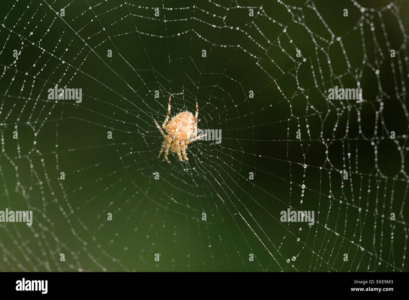 Garden Spider In Web - Araneus diadematus Stock Photo - Alamy